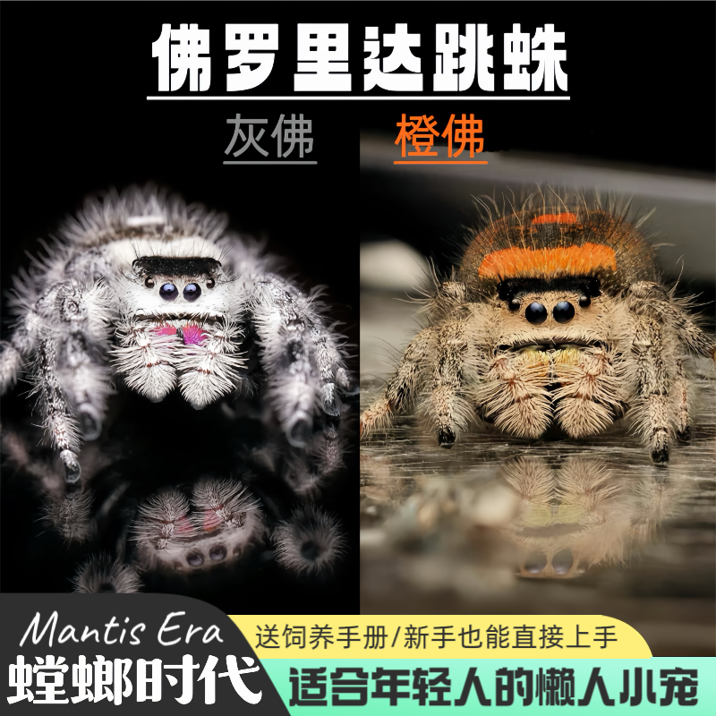 跳蛛蜘蛛宠物成体灰佛橙佛跳蛛微距摄影礼物桌面小宠物螳螂时代