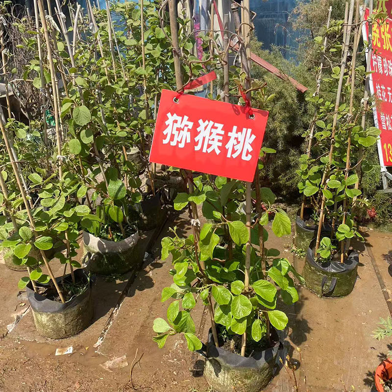 猕猴桃树果苗盆栽嫁接苗原盆原土图片