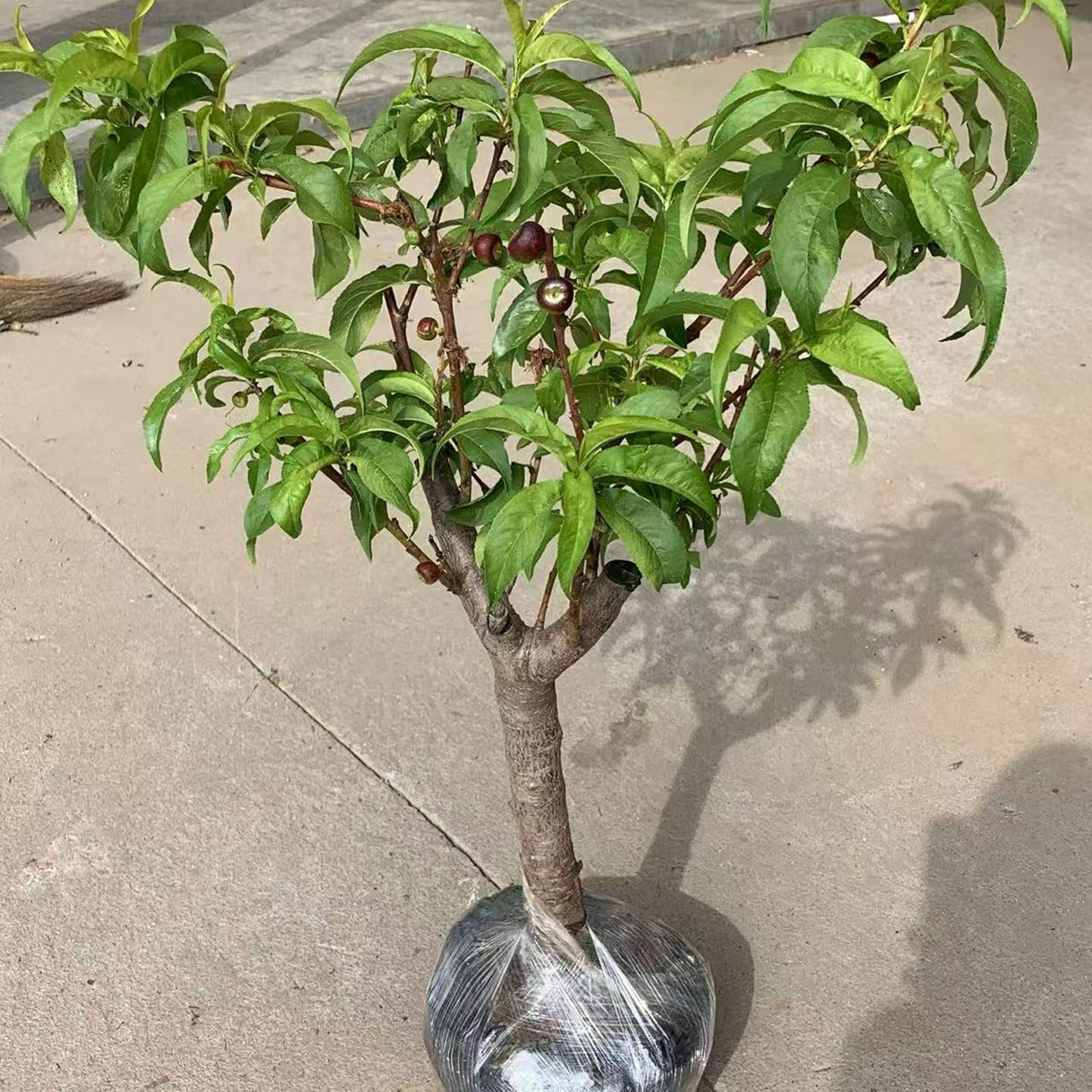 桃树果苗盆栽老桩大苗嫁接苗当年