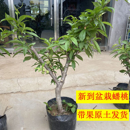 新到蟠桃树果苗盆栽嫁接大颗苗带土球带叶带果发货南北方种植