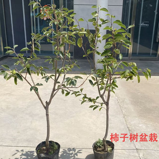 柿子树果苗盆栽带果脆甜柿子一物一拍原盆原土发货当年结果耐寒