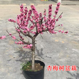 杏梅树果苗盆栽嫁接大苗树形好当年结果甜好吃原盆原土木架发货