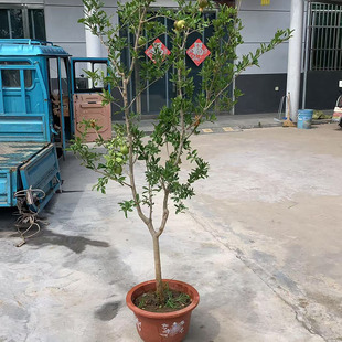 石榴树树苗盆栽原盆原土当年结果庭院阳台南北方种植耐寒
