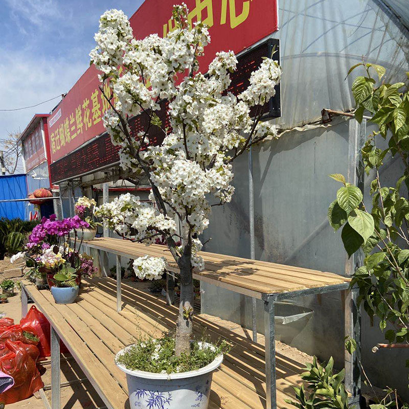 梨树果苗嫁接苗盆栽老桩盆景原盆原土发货好养南北方种当年结果