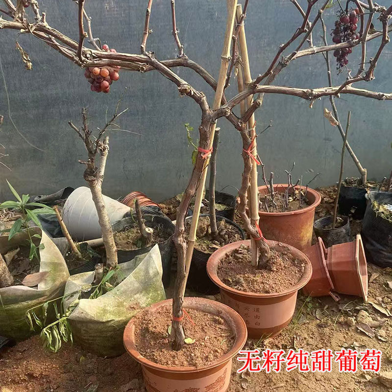 无籽葡萄树果苗盆栽老桩大苗纯甜