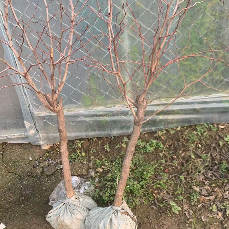 冬枣树活苗大枣超甜树形好5公分