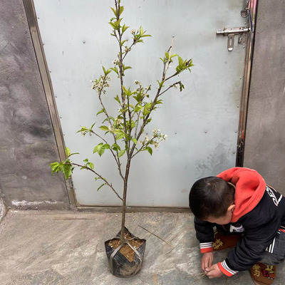 樱桃树苗嫁接苗盆栽车厘子带果