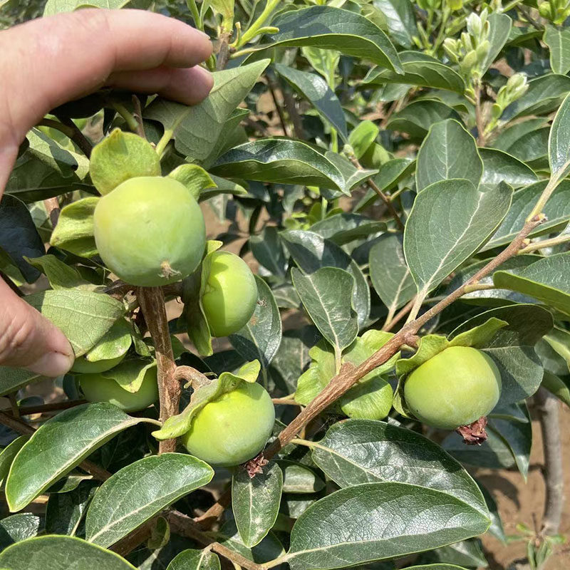 脆甜柿子苗果树地栽盆栽嫁接苗当年结果阳丰甜柿好吃北方庭院耐寒