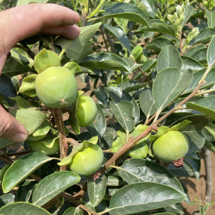 脆甜柿子苗果树地栽盆栽嫁接苗当年结果阳丰甜柿好吃北方庭院耐寒