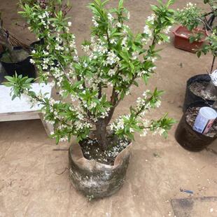 蜂糖李子树苗盆栽老桩盆景嫁接苗口感甜好吃原盆原土好养当年结