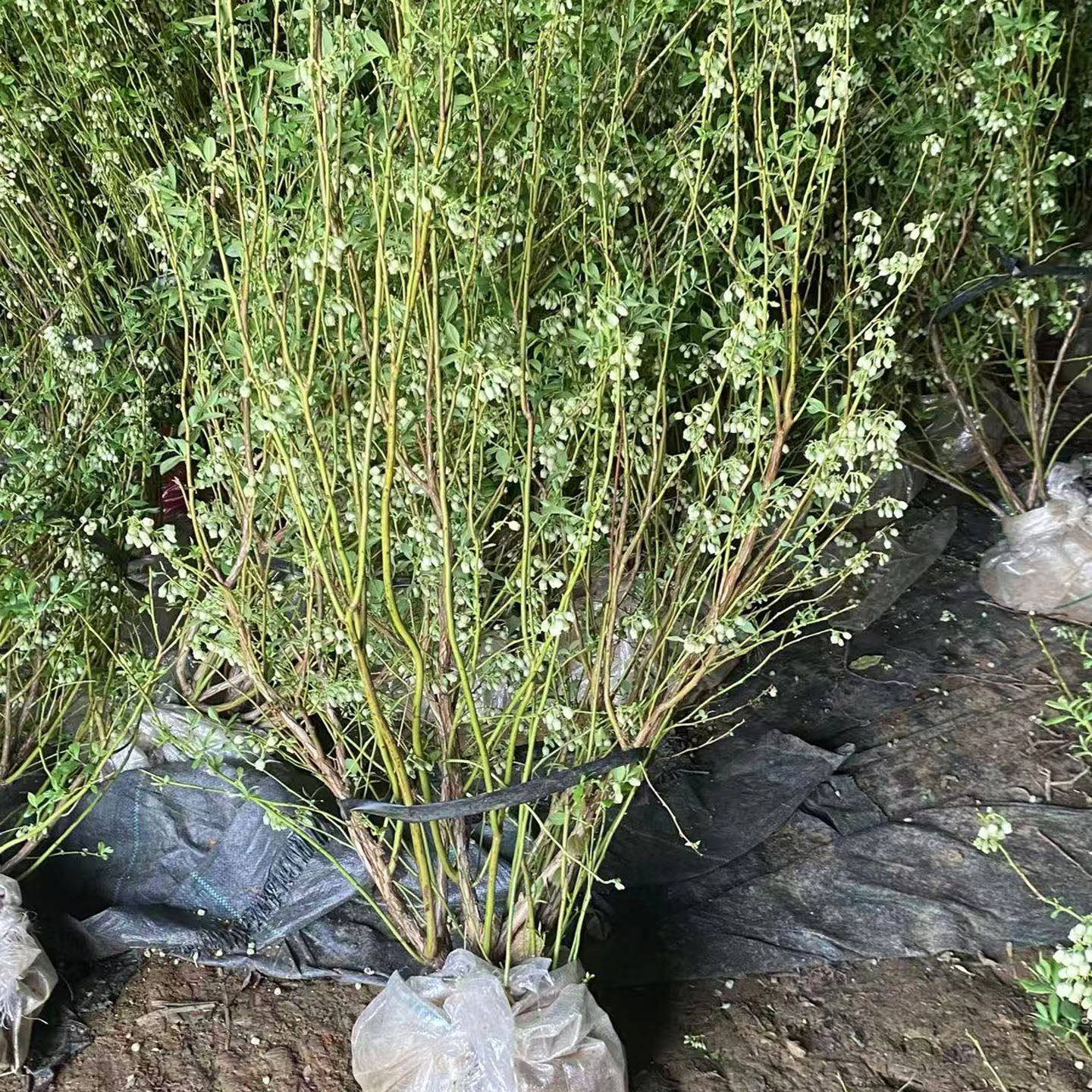 蓝莓树果苗盆栽地栽老桩大苗带花苞带土球当年结果庭院阳台种植