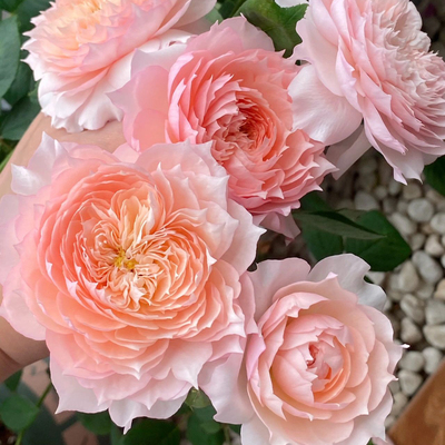 莫妮卡戴维月季花苗小苗灌木盆栽美人尖花瓣 丰花月季