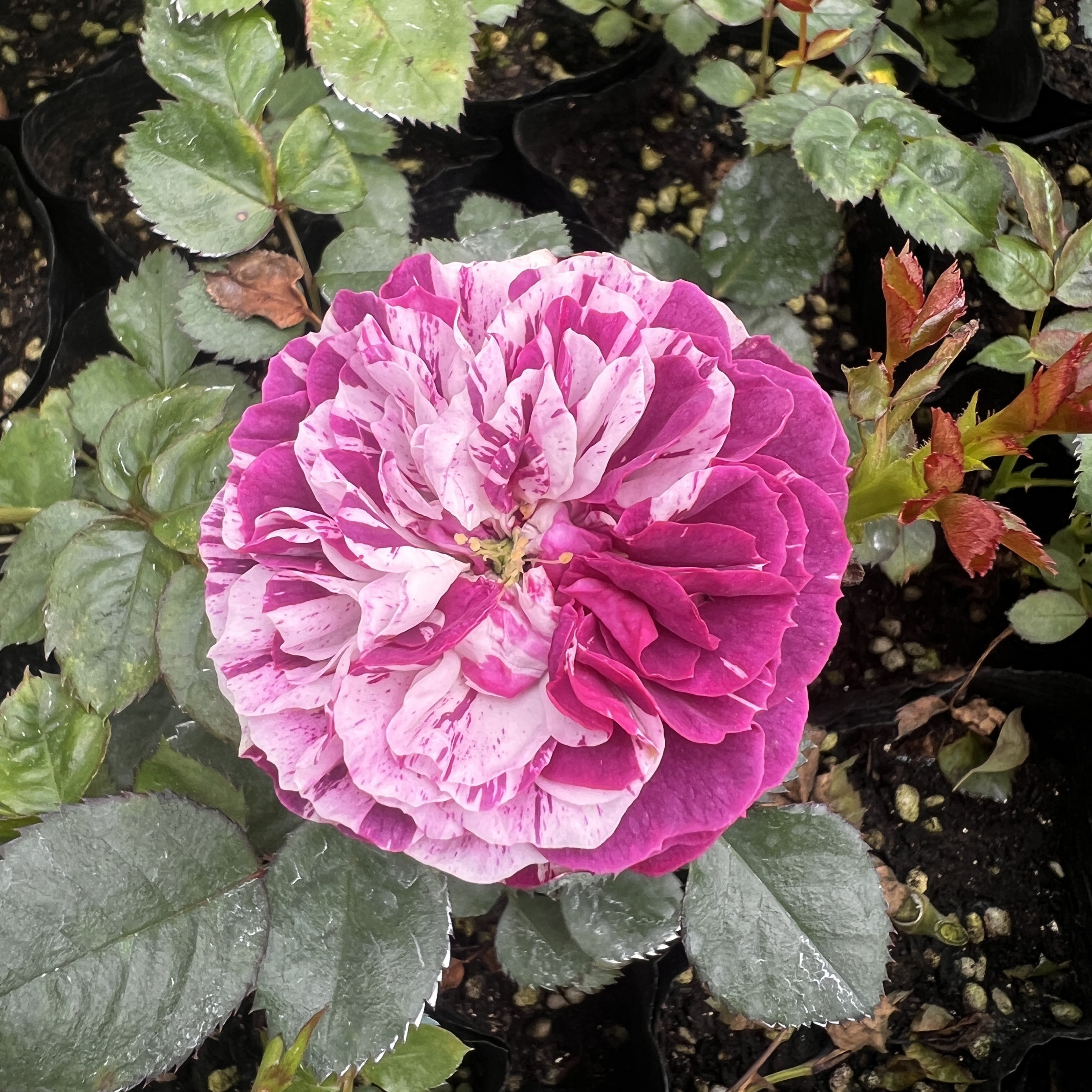 【4棵包邮】芳香宝石/芬芳宝石月季花苗小苗条纹切花浓香扦插苗