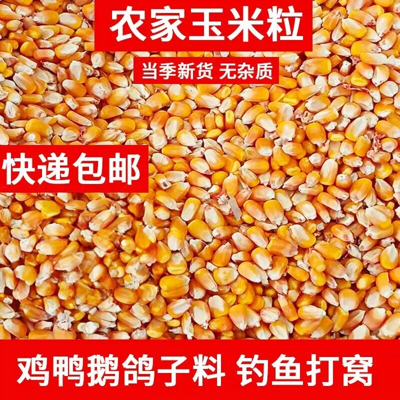 玉米粒家禽饲料打窝鱼饵苞米批发