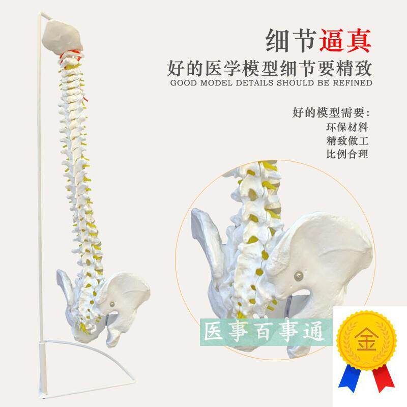 医用人体脊柱模型人体骨骼大脊椎成人1:1带颈Q椎胸椎尾椎椎骨骨盆