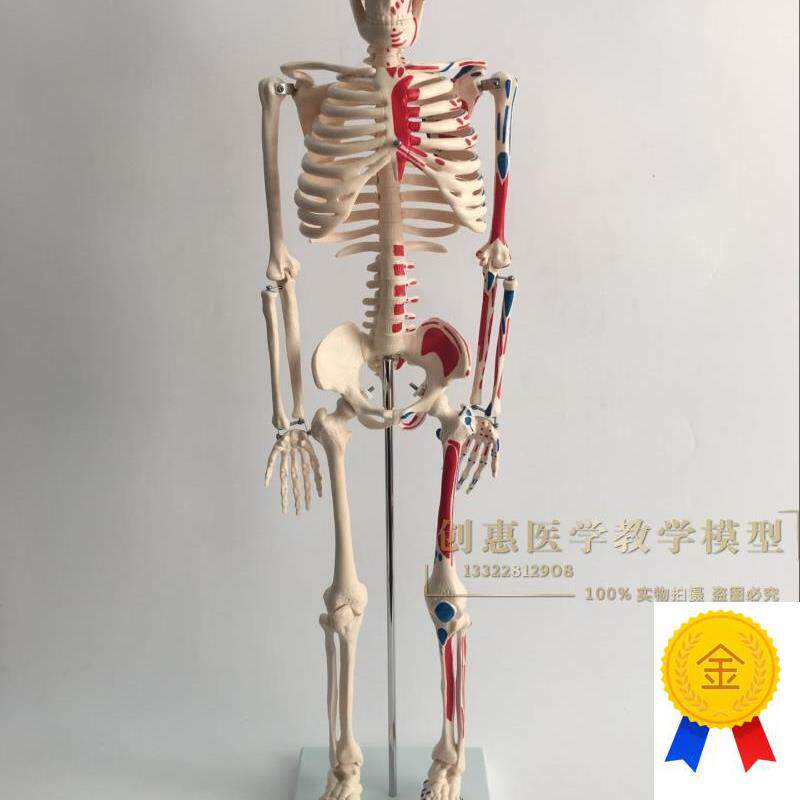 正品医学85CM人o体骨骼模型神经肌肉起止骨架小针刀脊柱模型