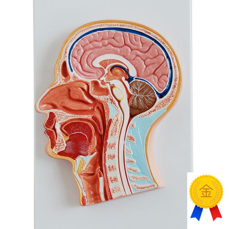 头中部切面模型大脑切面模型人体头部F解剖模型颅内脑结构造示教