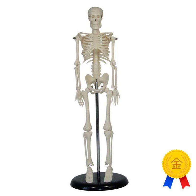人体儿童骨骼模型(42cm)小学科学教具N拼装生物仪器教学仪器