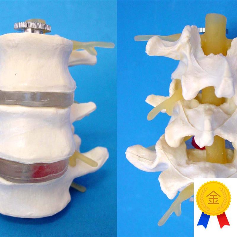 三节腰椎模型骨架人体骨骼模型P人体模型教学模型