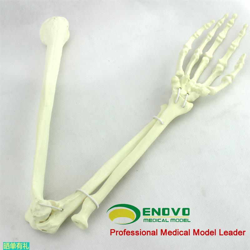 ENOVO颐诺骨科手术摸拟上肢仿真骨模型  人工皮质骨松质骨骨科钉