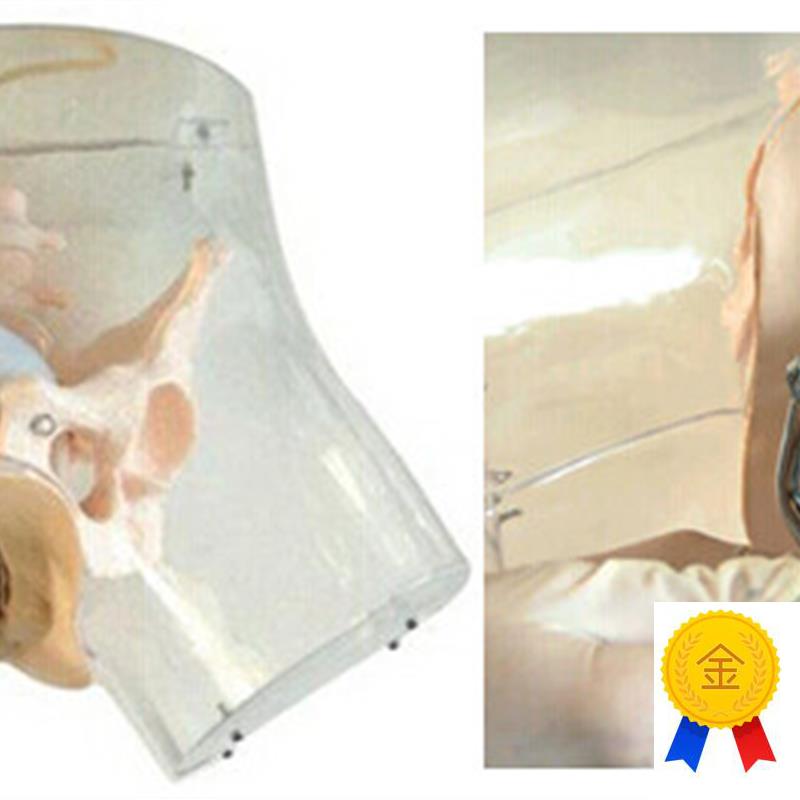 高级透明刮宫模型透明刮宫教学模K型女性计划生育模型