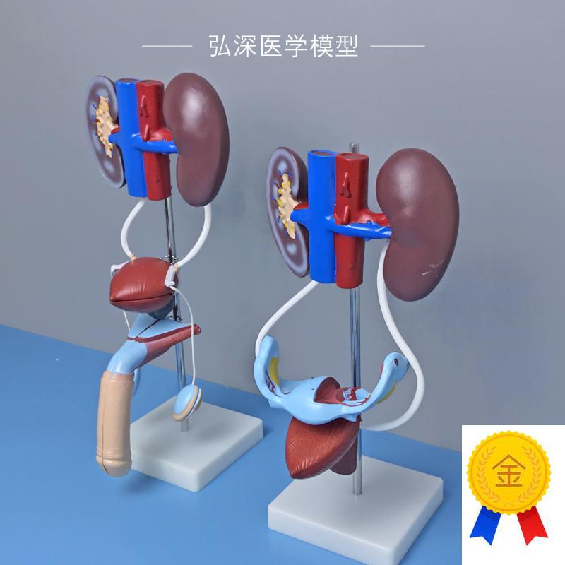 人体泌尿生殖系统模型男s性女性肾脏解剖膀胱输尿管结构造医学教