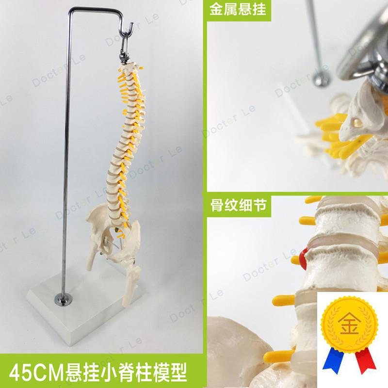 教学45CM迷你人体小脊柱带骨盆股骨模型带神经骨架脊Z柱脊椎模型