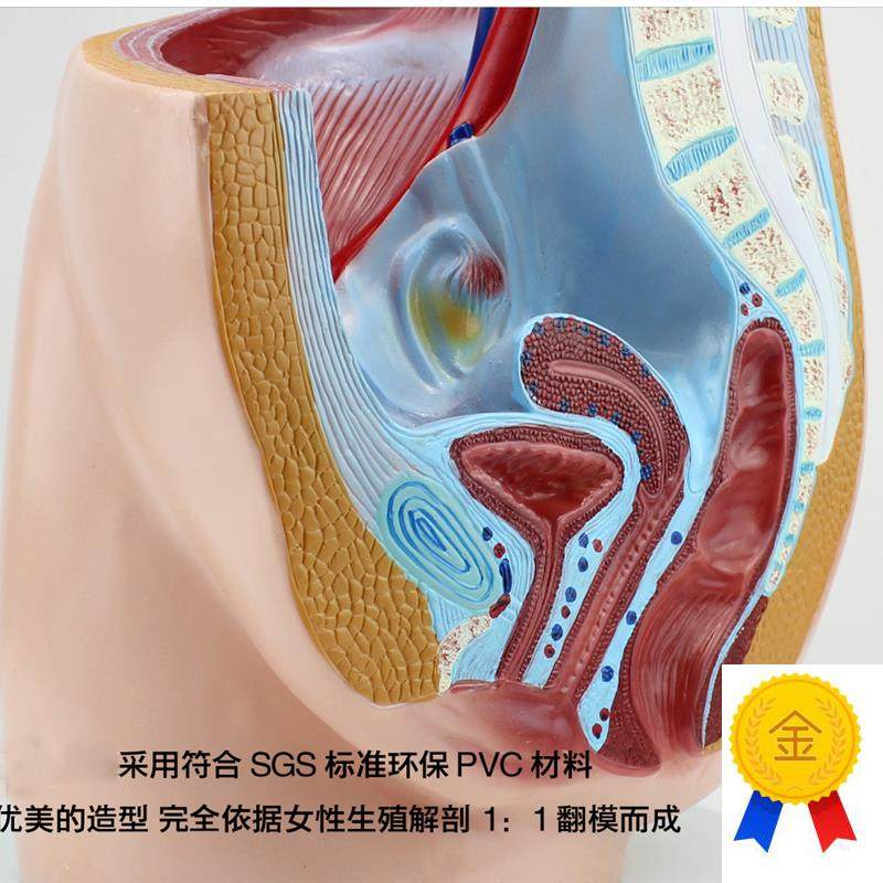 颐诺正品女性盆腔矢状解剖生殖泌尿系统R计划生育健康指导