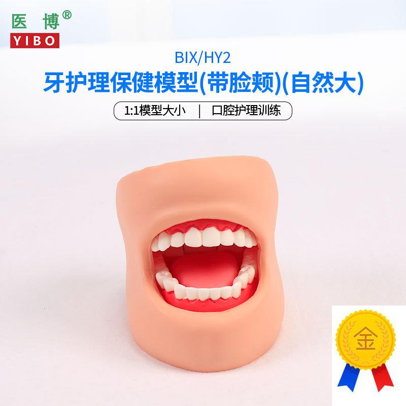 医博BIX-HY2牙齿保健护理模型带脸颊正常大A小1比1牙齿模型口腔护