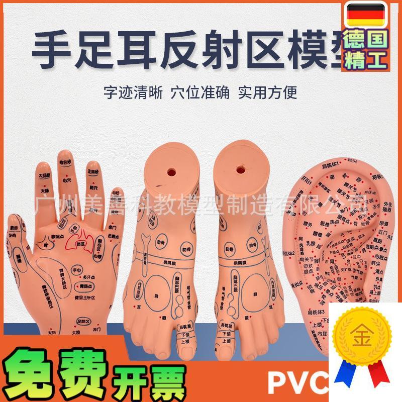 脚穴位模型足部i底耳模耳朵手经络手部推拿针灸足底脚模反射模型