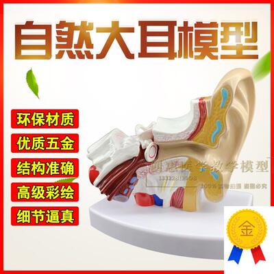 耳朵模型耳朵解剖结构内耳迷路模G型耳鼻喉科医用耳解剖模型