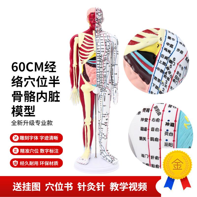 人体穴位针灸模型中医n经络刻字高清晰60CM半肌肉骨骼半经络模型