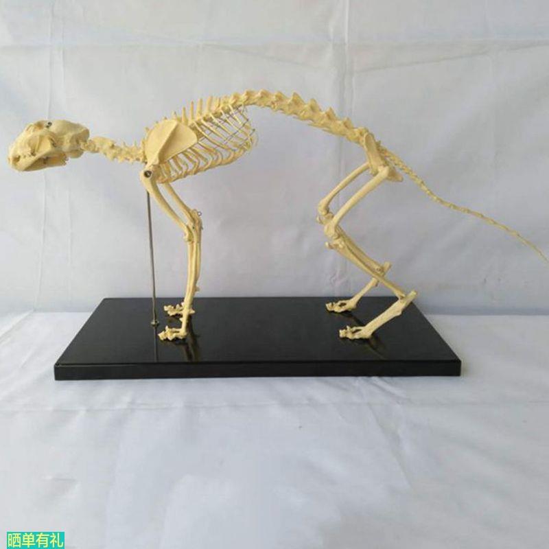 猫骨骼模型仿真塑胶动物倒模骨头犬骨架狗狗骨髅大型犬宠物兽医用