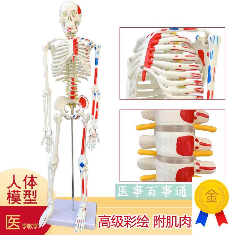 医用教学85CM人体骨骼模型神经肌肉起止点骨架小针W刀脊柱模型包