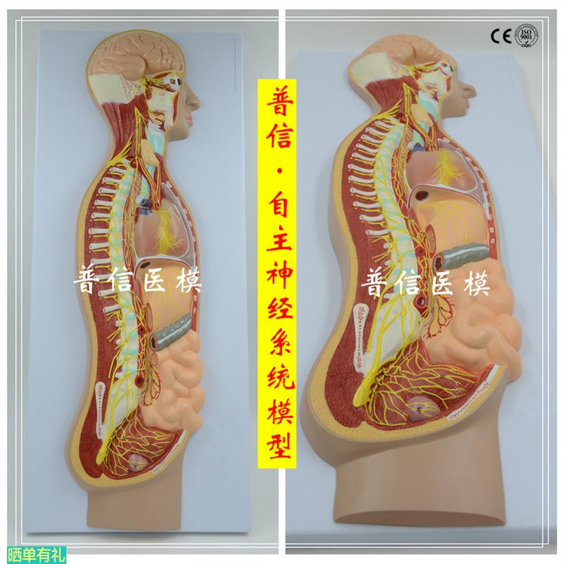 自主神经系统模型 全身交感神经器官眼肠 解剖医学教学展示