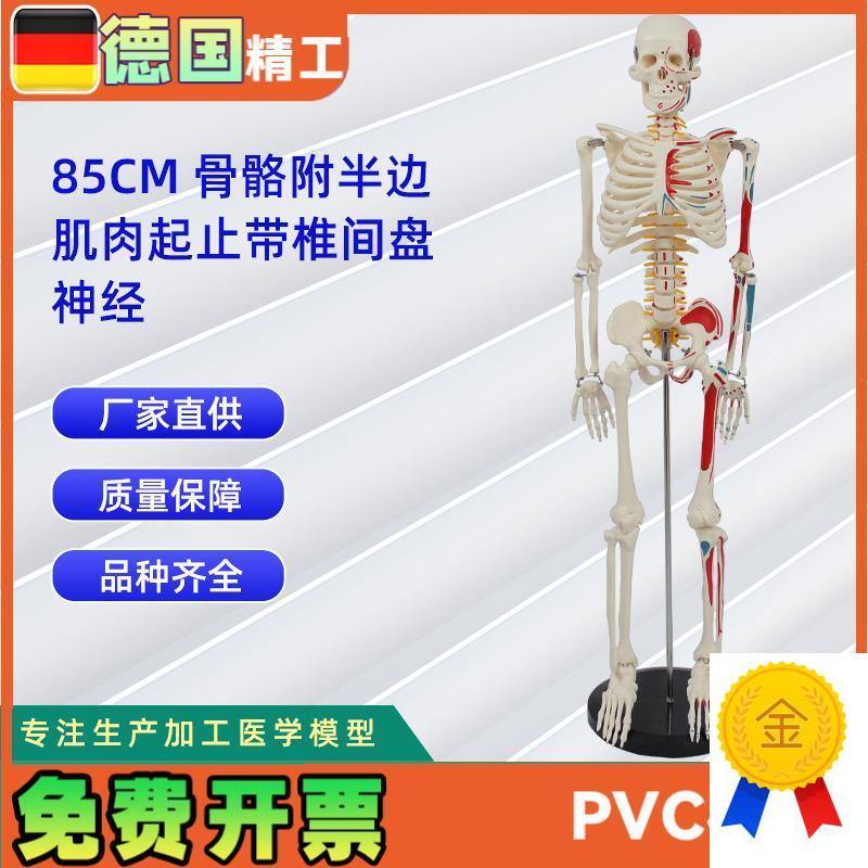85CM附半边肌肉起止带椎y间盘神经骨骼模型人体骨骼教学模型