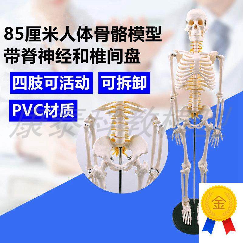 85厘米高骨骼模型脊神经椎间盘仿真心脏血K管肌肉起止点医用瑜伽