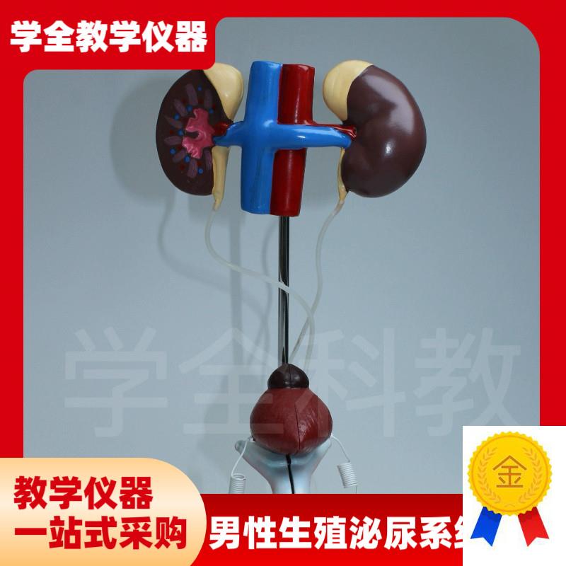 输尿管结构初中生物前列腺t教学仪器男性泌尿生殖系统模型品质模