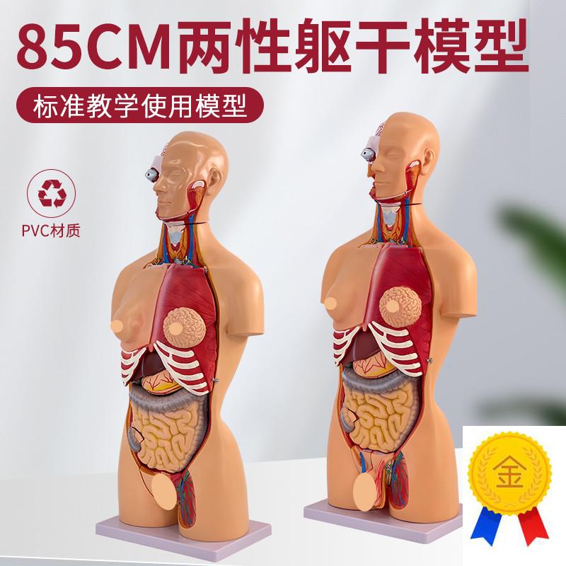 85CM人体解剖模型器官t可拆23部件卸医学心脏内脏模型玩具躯干