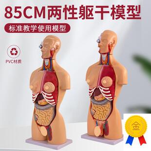 85CM人体解剖模型器官t可拆23部件卸医学心脏内脏模型玩具躯干