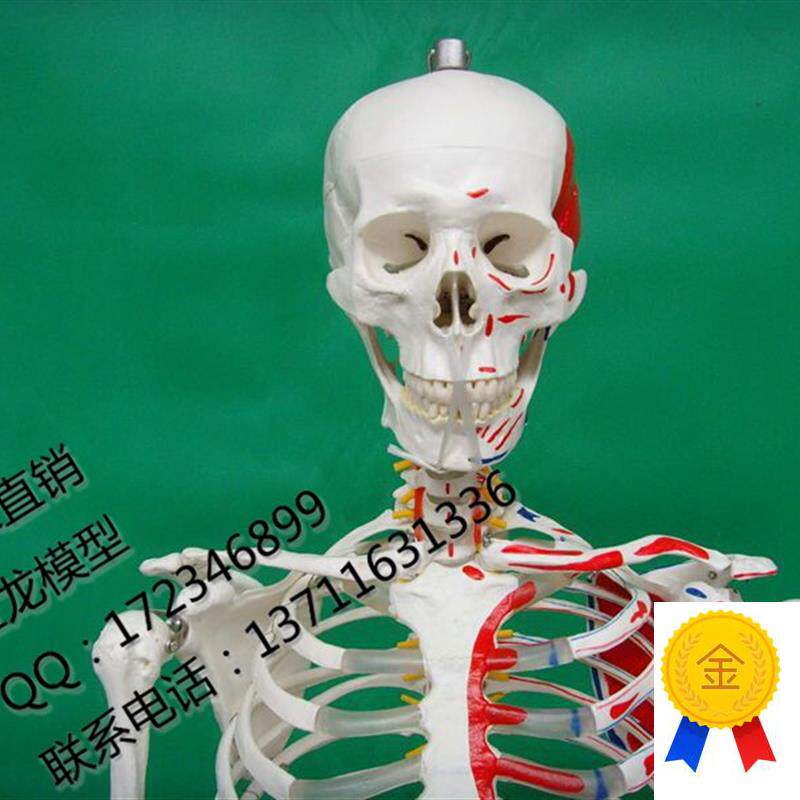 厂家直销医学教h学170CM人体骨骼标本模型附肌肉起止点骨架模型