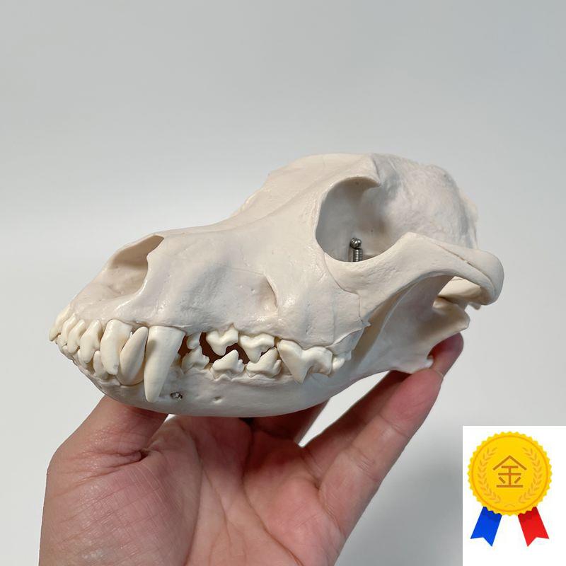 康泰动物模型犬头骨口腔牙齿咬合仿真狗I骨头兽医宠物医院摆件促
