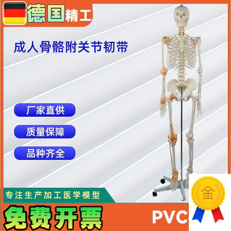 德国精工】成人骨骼附关节w韧带模型医学教学器材实验演示模型