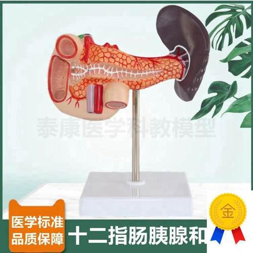 十二指肠模型胰腺脾脏消化v器官人体肝脏胆管血管分布病理肝脏临