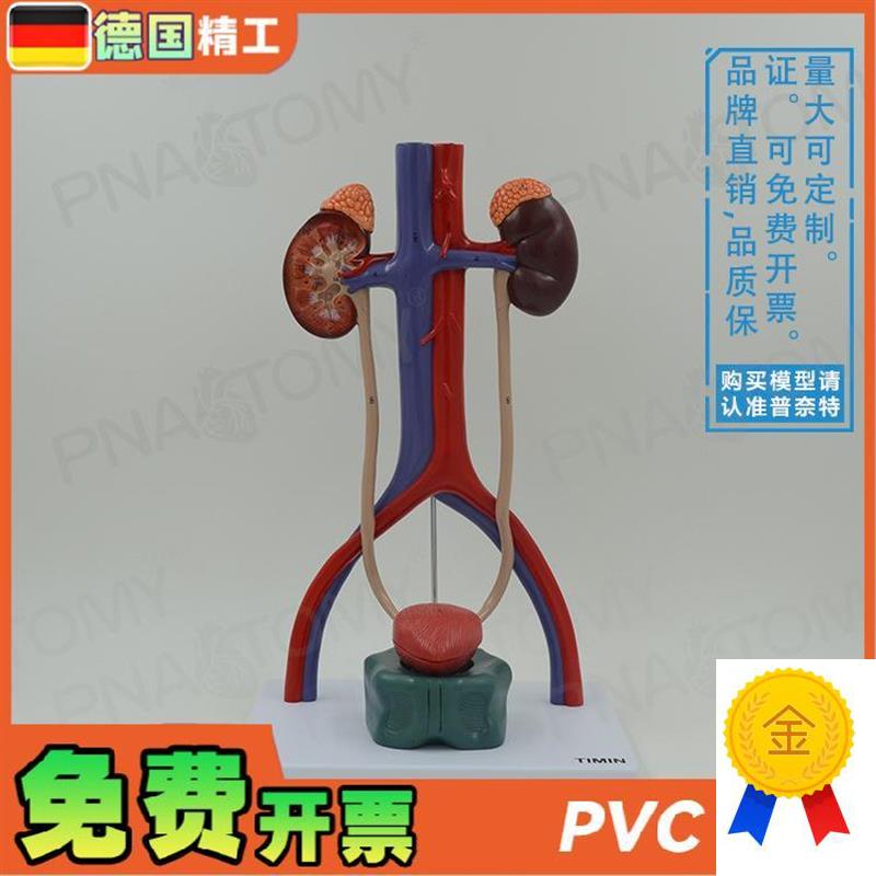 德国】人体膀胱肾脏输尿管尿道泌尿生殖J系统动静脉解剖模型泌尿