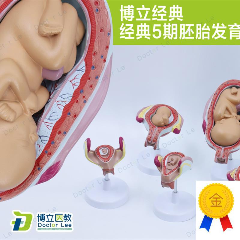 科教妊娠胚胎发育胎儿形u成过程关键5期模型计划生育展示胎儿
