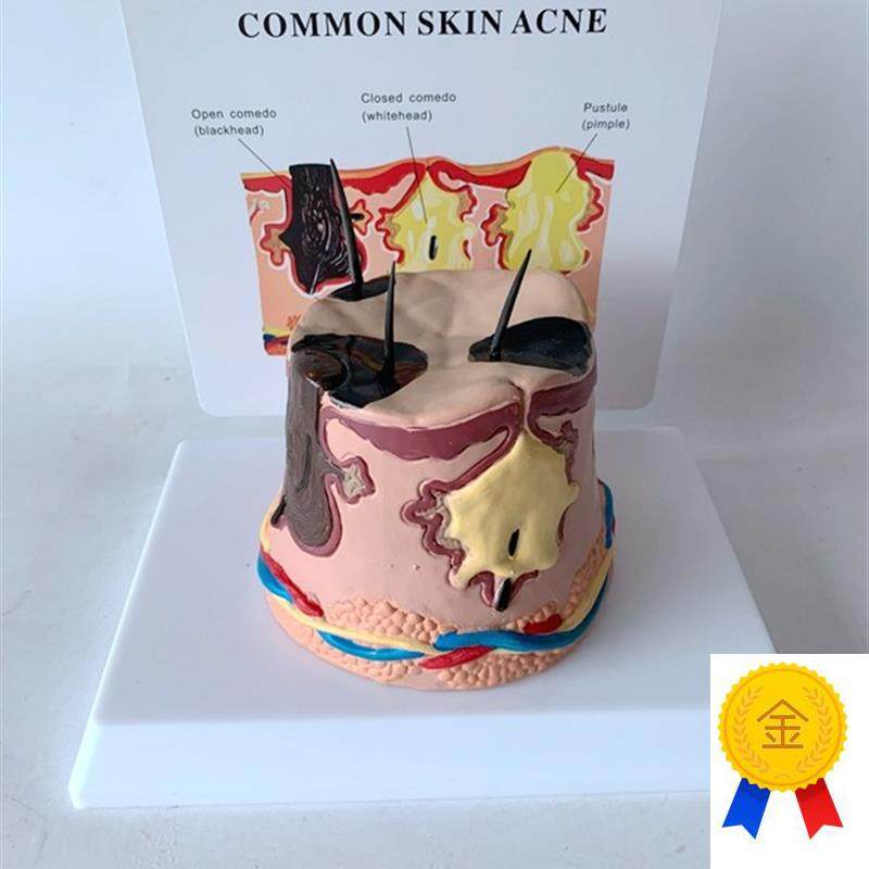 放大皮肤结构解剖模型组q织层次皮肤构造模型具微整形缝合美容教