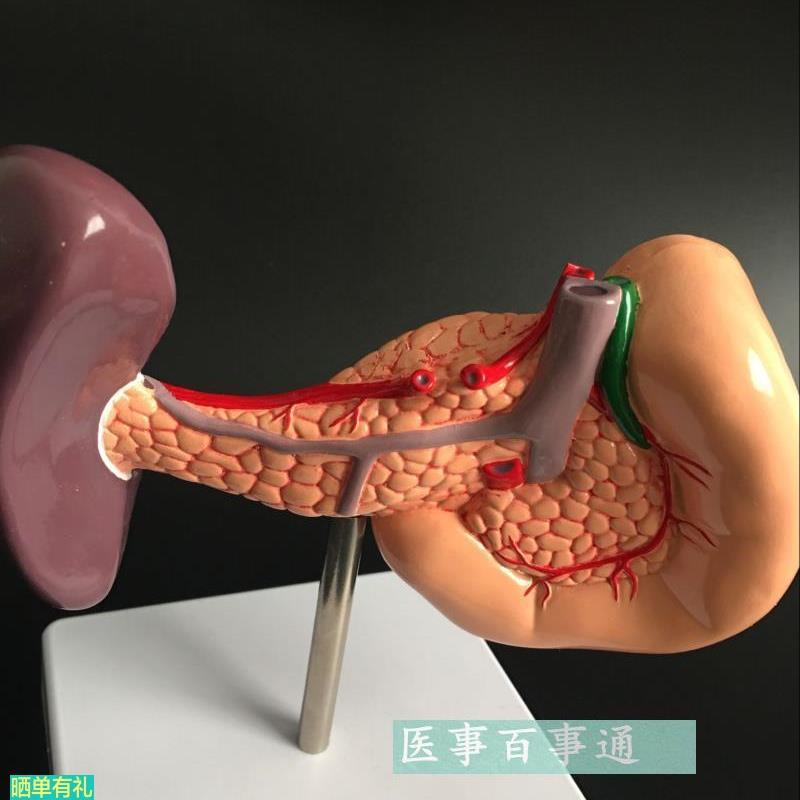 人体肝脏 脾胰解剖 模型 消化系统模型腹腔干 肝门静脉模型