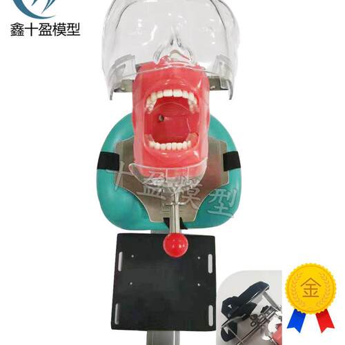 牙科口腔教学仿真k模型简易头模树脂根管牙齿牙粒备牙正畸修复牙