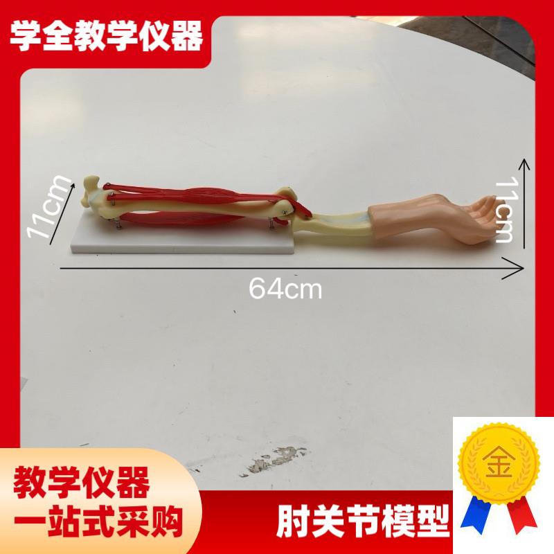 供应SM-SB2-S-300手臂活动模型组装材料M小型手臂肌肉运动系统模